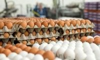قیمت تخم‌مرغ دانه‌ای 12 هزار تومان شد!