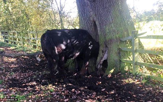 گیر کردن سر یک گاو در تنه درخت +عکس