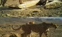 تصاویرِ یوزپلنگ مادر و توله‌هایش در پارک توران