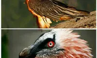 پرنده ریش داری که آرایش می‌کند