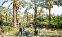 برداشت «رُطَب» در دشتستان