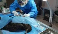عقاب طلایی البرز راهی اتاق عمل شد