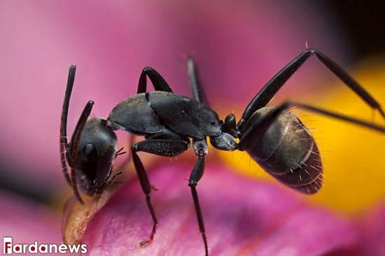 دنیای کوچک مورچه‌ها هم دیدن داره واقعا