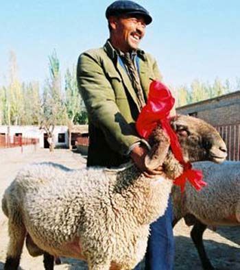 گران‌ ترین گوسفند جهان/ عکس