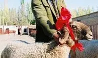 گران‌ ترین گوسفند جهان/ عکس