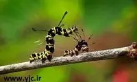 کتک کاری هزارپاها! +عکس