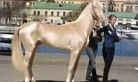 زیباترین اسب جهان