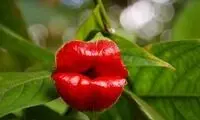گلی شگفت انگیز شبیه لب انسان! +عکس