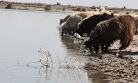 تلاش برای نمناک شدن تالاب هامون +عکس
