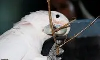 هوش این طوطی، معادل کودک چهار ساله!