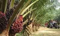 روغن پالم، از شیر پرچرب ایرانی تا بمب آتش زا