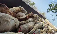 مسافران پرحاشیه گمرک؛ این بار شتران قطری!