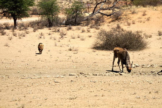 عکس: فرار گاو کوهی از چنگال شیر نر