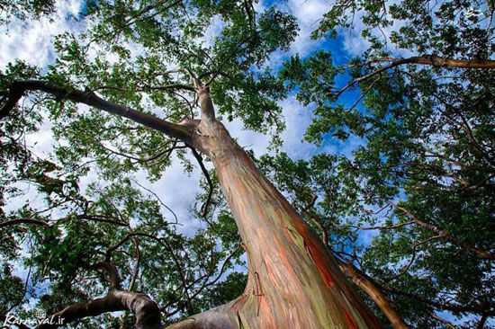 باشکوه ترین و زیباترین درختان جهان