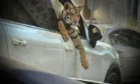 دور دور با حیوانات عظیم الجثه در شمال تهران
