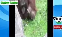 ویدئوی احساسی از حیواناتی که یکدیگر را نجات می‌دهند