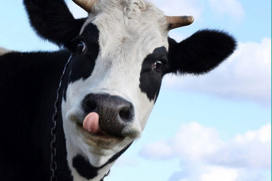 اگر گاوها وجود نداشتند چه اتفاقی می‌افتاد؟