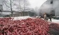 نگاهی به ماجرای روباه پوشی خانم بازیگر