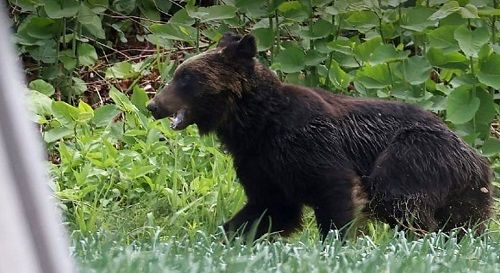 خرس قهوه‌ای پس از زخمی کردن ۴نفر کشته شد