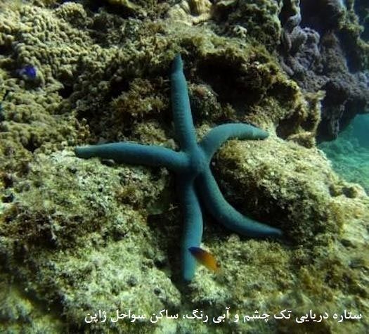چشم ستاره دریایی کشف شد! +عکس