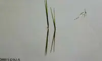 «شورمست» در محاصره توسکا ها +عکس
