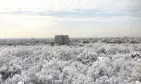 درختان یخ زده‌ی پارک شهر در تهران