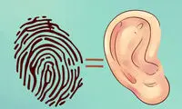 آنچه گوش ها درباره سلامتی می گویند
