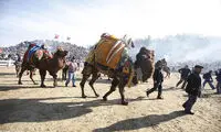 عکس: رقابت‌های کُشتی شتر ها در ترکیه!