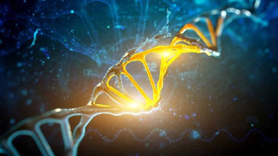 آیا ژن‌ها طول عمر را تعیین می‌کنند؟