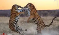 دو ببر پنجه در پنجه یکدیگر