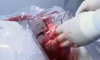 حقایق باورنکردنی از «قلب» انسان