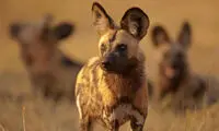 این سگ‌ها با عطسه رأی می‌دهند!