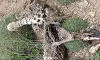 مرگ دهمین پلنگ ایرانی + عکس