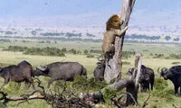شیر نری که گربه شد! +عکس