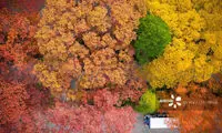 تصاویر هوایی از پاییز هزار رنگ‌ چین