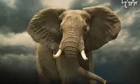 حقایق ضروری درباره فیل‌ها