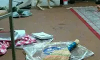 ورود روباه به خوابگاه دانشجویی یزد