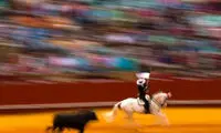 تصاویری تلخ از مسابقات گاوبازی در اسپانیا