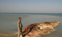 پنجمین نهنگ هم به گل نشست +عکس