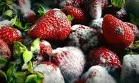 اگر کپک بخورید این اتفاقات در بدنتان رخ می‌دهد