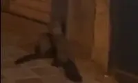 دلیل ورود راسوها به تهران؛ روباه‌ها هم آمده‌اند