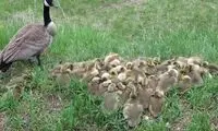 ماجرای عجیب یک غاز که پرستار ۴۷ بچه است