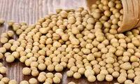 سویا و مضرات احتمالی آن