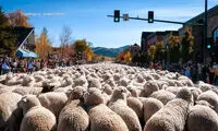 سفر گوسفندان در ایالات متحده +عکس