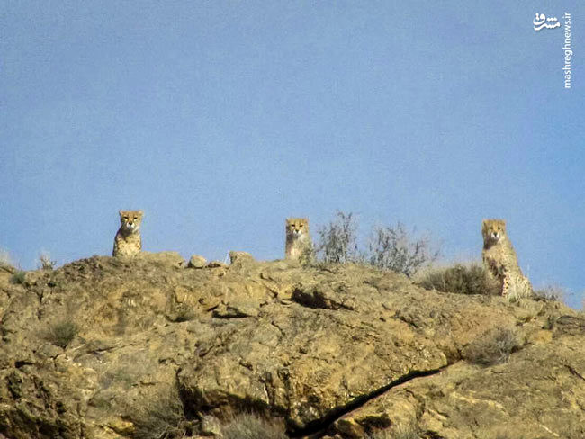 مشاهده ۳ یوزپلنگ در پارک ملی توران