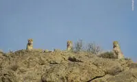 مشاهده ۳ یوزپلنگ در پارک ملی توران