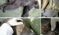 شلیک مرگبار به خرس قهوه ای در گرگان