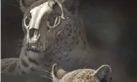 کشف جمجمه قدیمی‌ترین گربه‌سان جهان