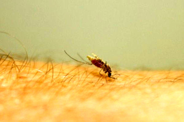 پشه‌های مقاوم به مالاریا ساخته شدند