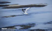 پرندگان مهاجر در استان گلستان